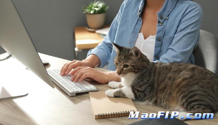 猫传腹用药多久腹水会消