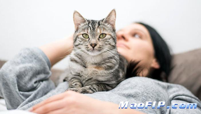 猫传腹几天能看出来