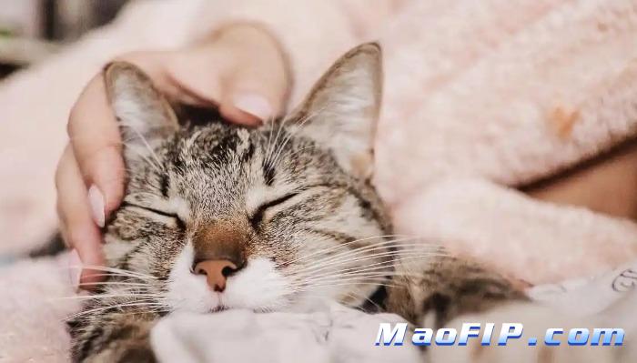 猫传染性腹膜炎的致病机理是