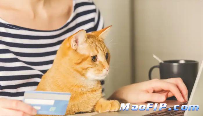 猫传腹复发了还该不该治