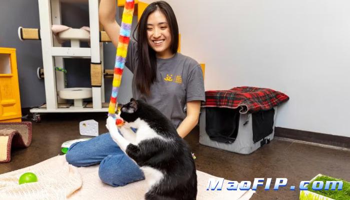 猫传腹治愈费用