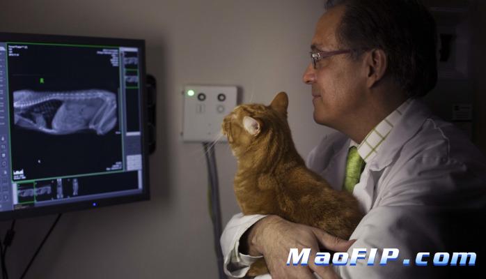 猫传腹的最常见并发症