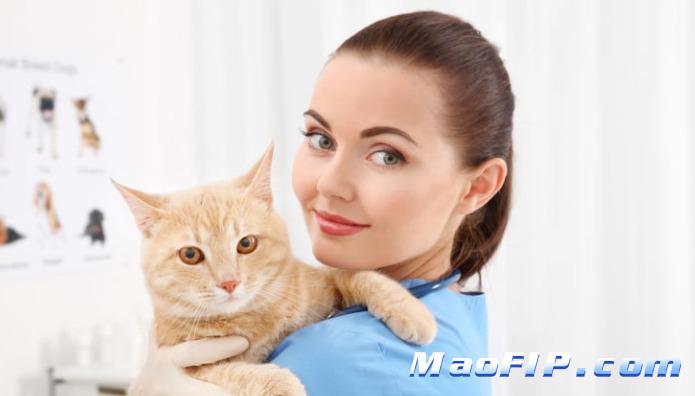 小奶猫得了猫传腹怎么办