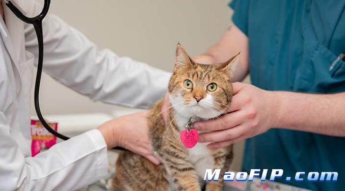 猫传腹后期会拉黄尿