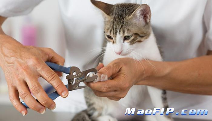 猫传腹是什么引起的