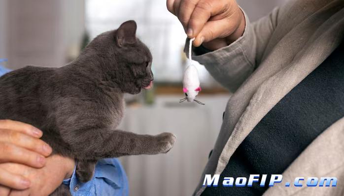 猫传染性腹膜炎(FIP)会自愈么