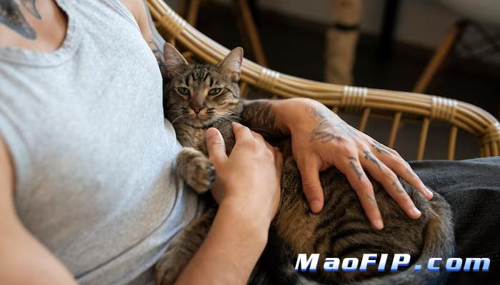 猫传染性腹膜炎症状表现有哪些