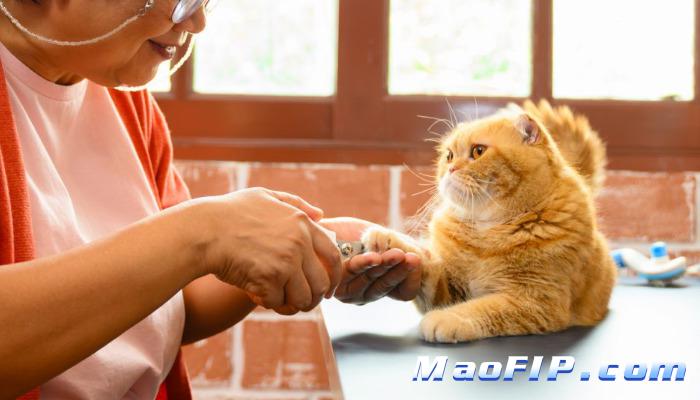 猫传染性腹膜炎的腹水管理