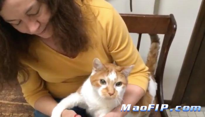 猫传腹治愈的标准是什么