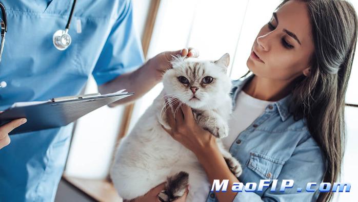 猫传腹前兆眼睛