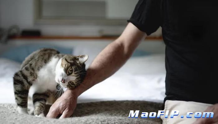 猫传腹和肚子大的区别