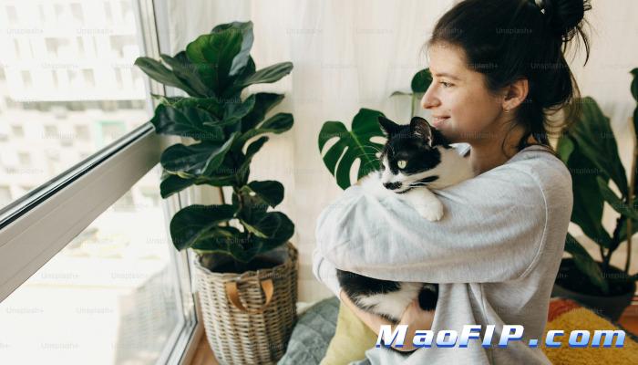 猫传腹有哪些药