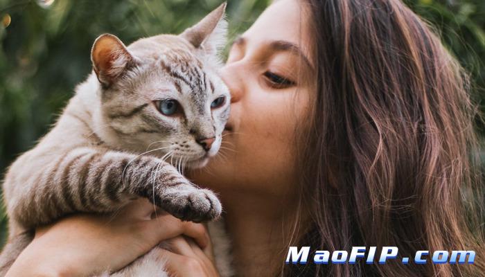 猫传腹打了441没有好转