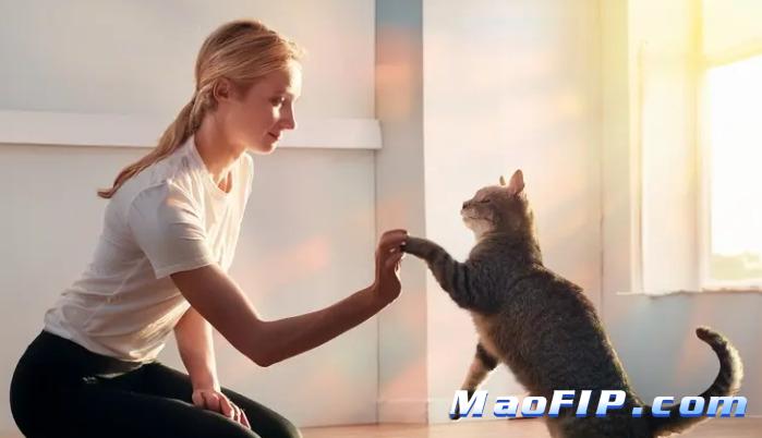 猫传染性腹膜炎临床诊断依据