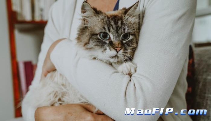 猫传腹呕吐怎么办