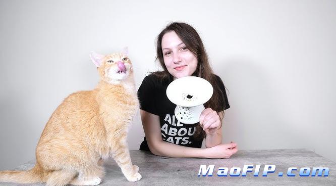 猫传腹治疗用药