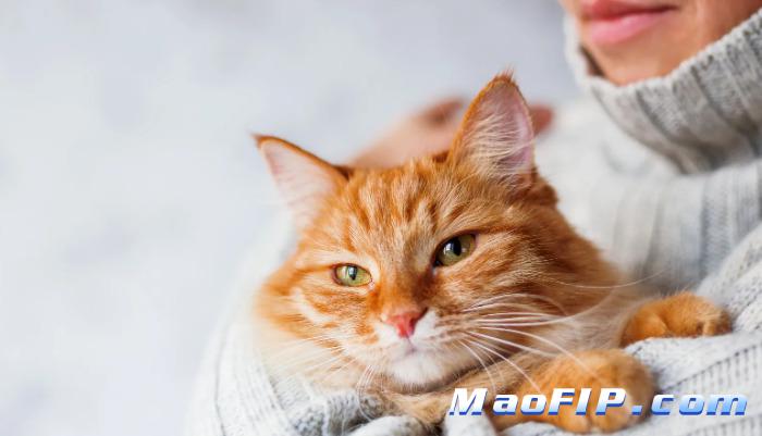 猫咪不爱互动是不是传腹表现