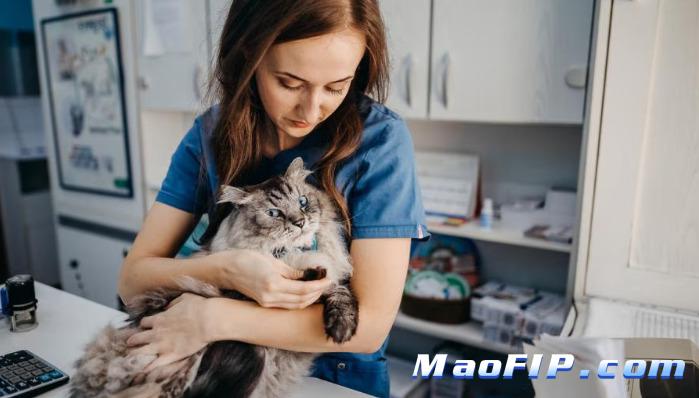 猫传腹睡觉姿势是哪种