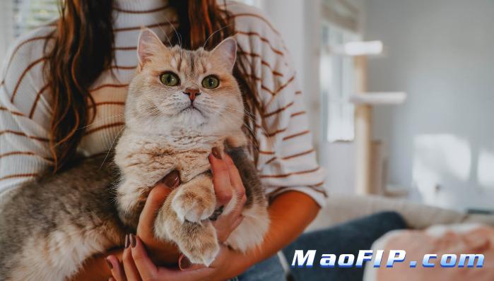 猫传腹的自然病程与发展