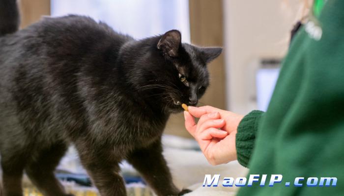 猫传染性腹膜炎临床诊断标准