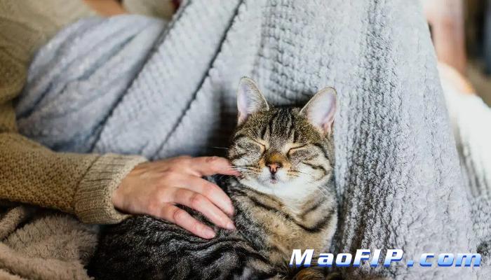 猫传腹打完441状态