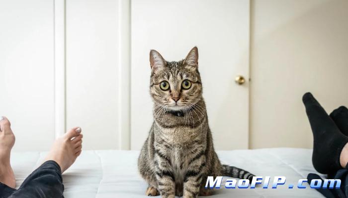 猫传染性腹膜炎干性有哪些表现