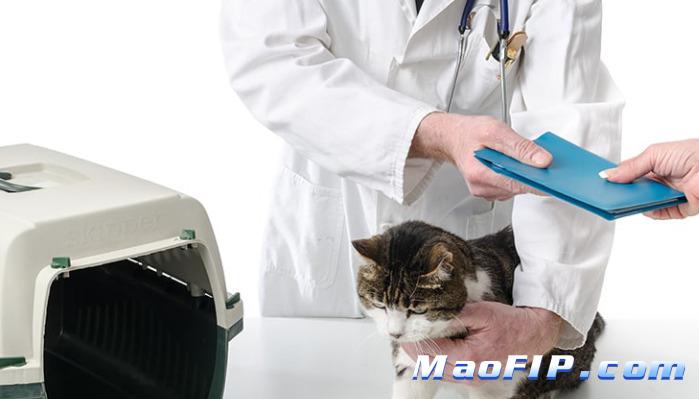 干性猫传腹怎么治