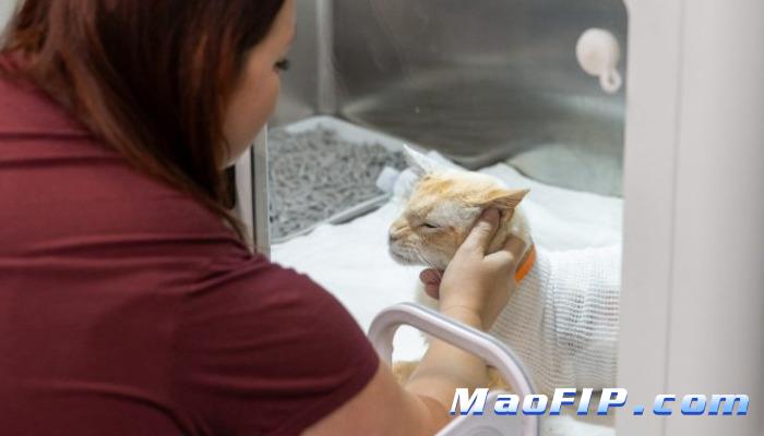 猫传腹疫苗接种建议