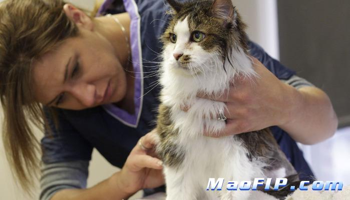 猫得了猫传腹的症状