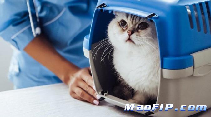 猫传腹疫苗有用吗