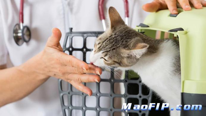 猫传腹期间可以吃罐头吗