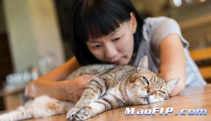 猫传染性腹膜炎治疗中断会怎样