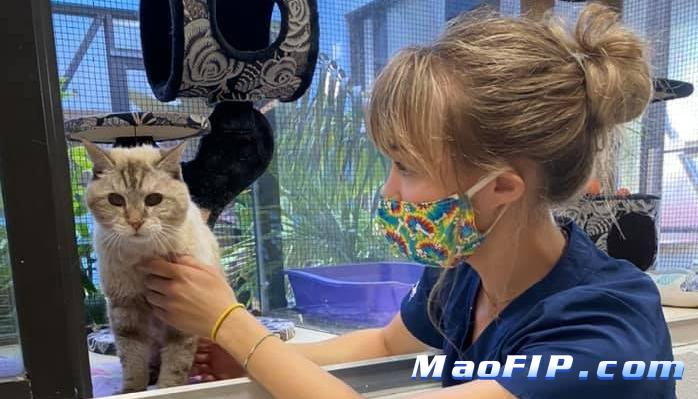 猫传染性腹膜炎的症状