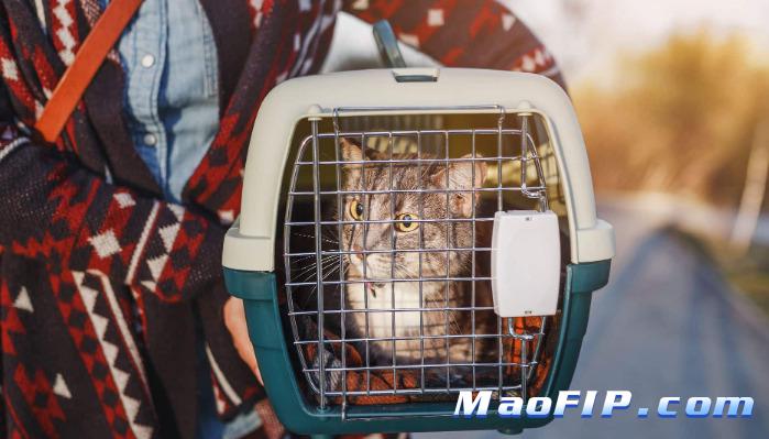 猫传腹治疗期间发烧正常吗