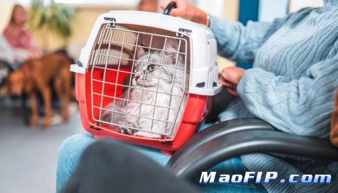 猫传腹最佳的自愈方法