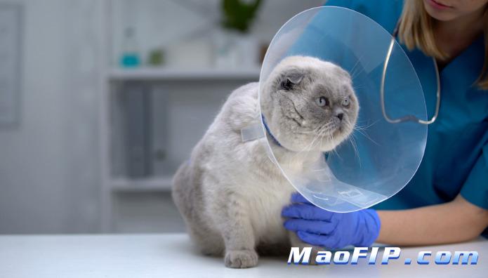 猫为什会得猫传腹