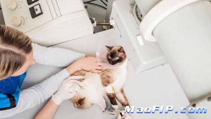 猫得了猫传腹多久会死