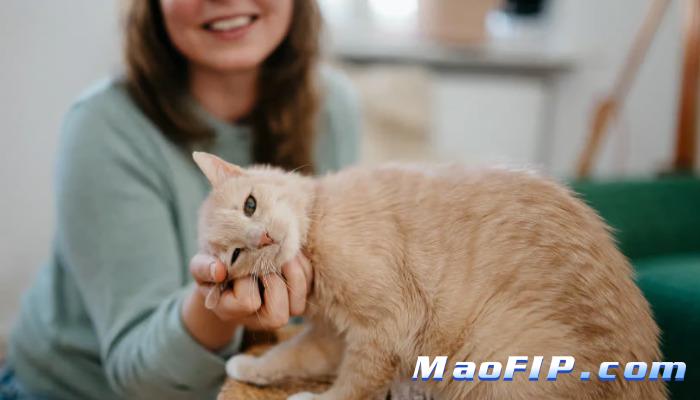 湿性猫传腹治疗后复发转干性