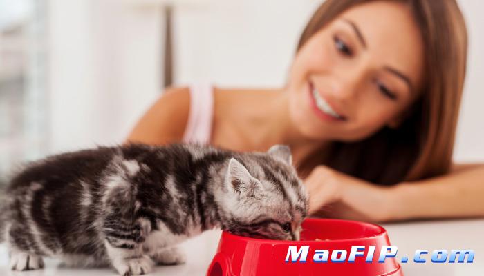 猫传腹打441能治愈吗