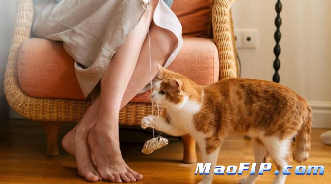 干性猫传腹打针多久见效