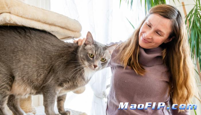 干性猫传腹治愈的可能