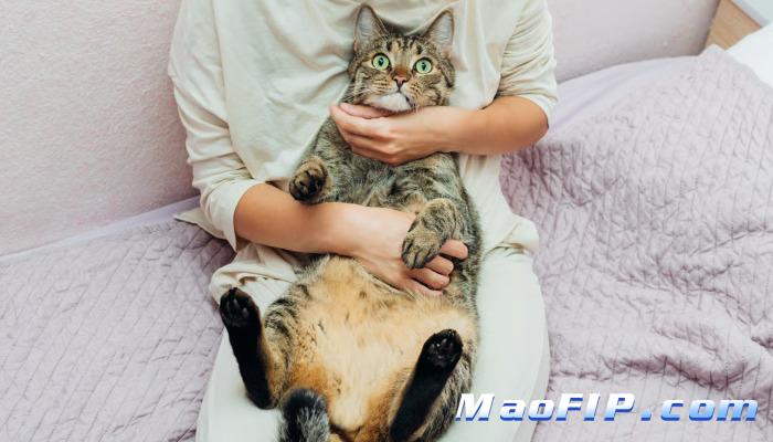 得了猫传腹不吃食怎么办