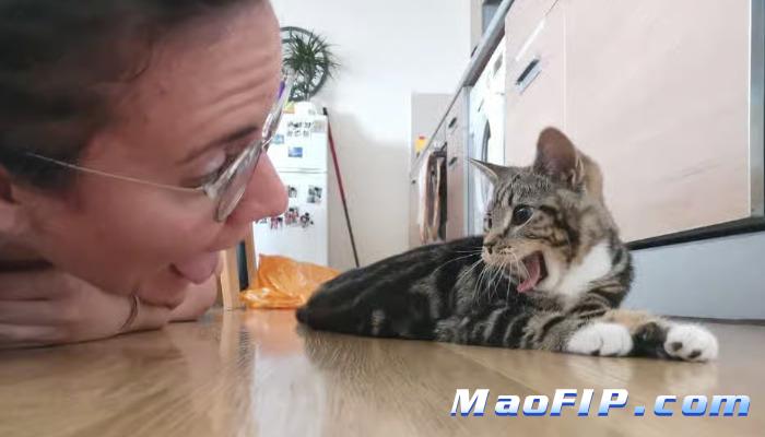 猫传腹期间可以打疫苗吗