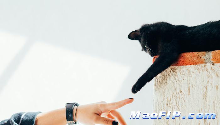 猫传腹最初症状有哪些