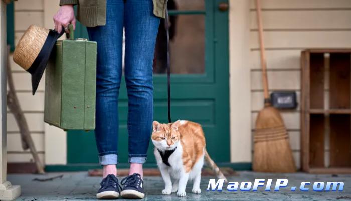 猫传染性腹膜炎能治愈吗