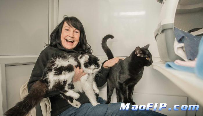 猫传腹要花多少钱