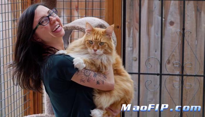 猫传腹会不会出现神经症状