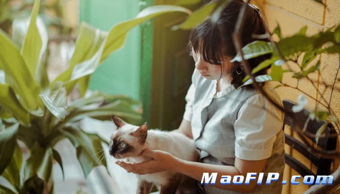 湿性猫传腹传染别的猫吗