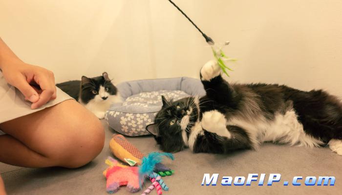 441猫传染性腹膜炎(FIP)治愈率