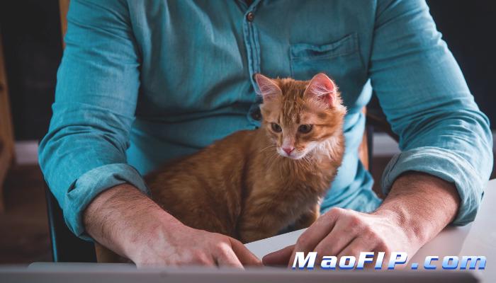 猫传腹复发可能性高吗